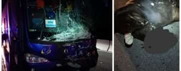 Șocant! Un taur lăsat liber pe DN1 a provocat un accident grav! 