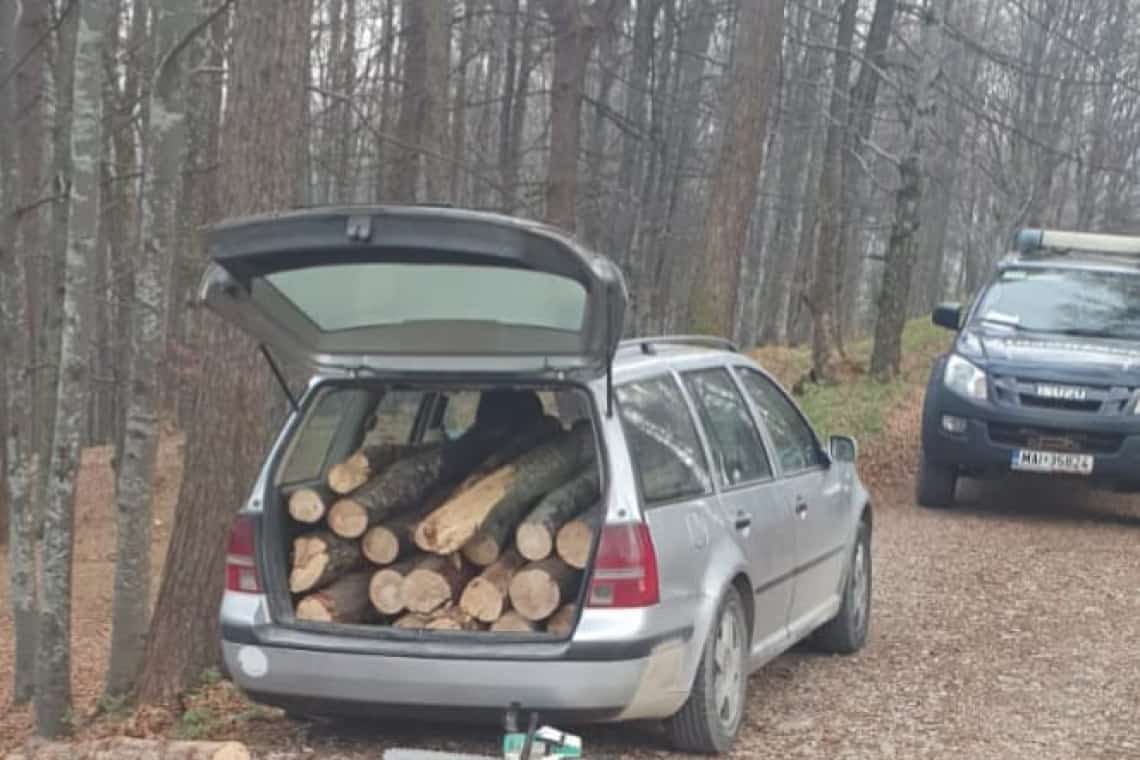 În Prahova, nu se mai fură lemne din pădure cu căruța, ci cu portbagajul!