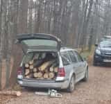 În Prahova, nu se mai fură lemne din pădure cu căruța, ci cu portbagajul!