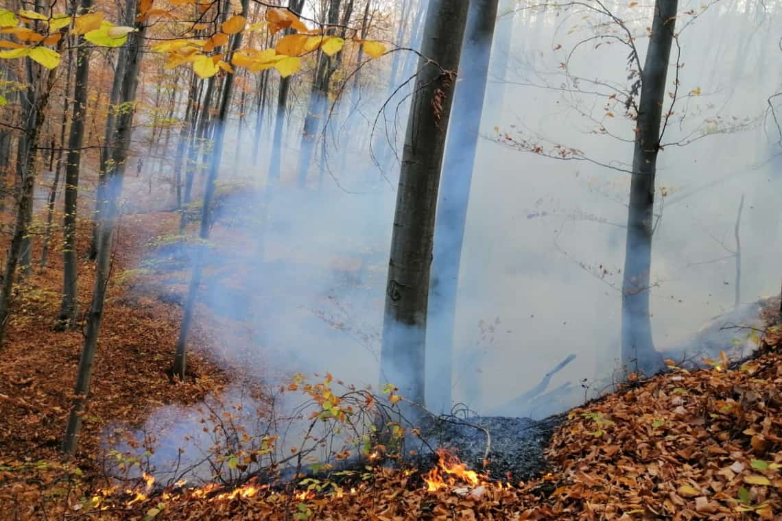 Incendiu de vegetație uscată în pădurea de la Șoimari, pe zeci de hectare! Niște inconștienți au aprins un foc, iar flăcările s-au extins pe o suprafață imensă