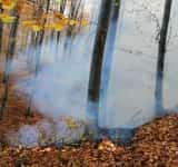 Incendiu de vegetație uscată în pădurea de la Șoimari, pe zeci de hectare! Niște inconștienți au aprins un foc, iar flăcările s-au extins pe o suprafață imensă