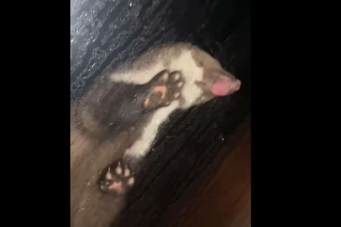 Cu ce animal sălbatic s-a trezit la fereastră, în plină noapte, o tânără din Săcele