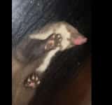 Cu ce animal sălbatic s-a trezit la fereastră, în plină noapte, o tânără din Săcele