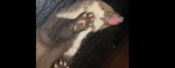 Cu ce animal sălbatic s-a trezit la fereastră, în plină noapte, o tânără din Săcele