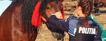 Polițiștii de la Protecția Animalelor, verificări la o expoziție de cai, câini și oi, în Comarnic