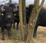 Proprietarul unei ferme de bivoli din Prahova, amendat de polițiștii de la Protecția animalelor