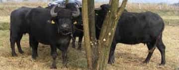 Proprietarul unei ferme de bivoli din Prahova, amendat de polițiștii de la Protecția animalelor