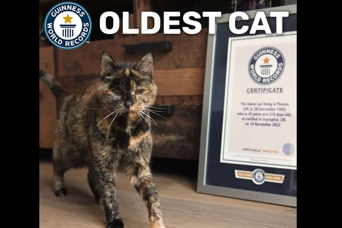La 27 de ani, Flossie a intrat în Cartea Recordurilor drept cea mai vârstnică pisică domestică!