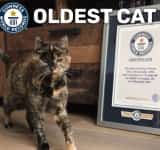 La 27 de ani, Flossie a intrat în Cartea Recordurilor drept cea mai vârstnică pisică domestică!