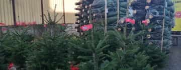 Brazi naturali sau artificiali? Ce preferați și cât sunteți dispuși să scoateți din buzunar pentru un pom de Crăciun?