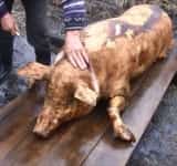 A început sezonul sacrificării porcilor din gospodării. Aflați unde puteți efectua examenul trichineloscopic în județul Prahova