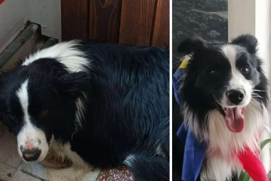 Cățelul rasa Border Collie, pierdut la Telecabina Sinaia, NU este Carp de la Salvamont Prahova!