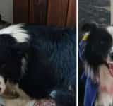Cățelul rasa Border Collie, pierdut la Telecabina Sinaia, NU este Carp de la Salvamont Prahova!