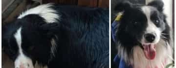 Cățelul rasa Border Collie, pierdut la Telecabina Sinaia, NU este Carp de la Salvamont Prahova!