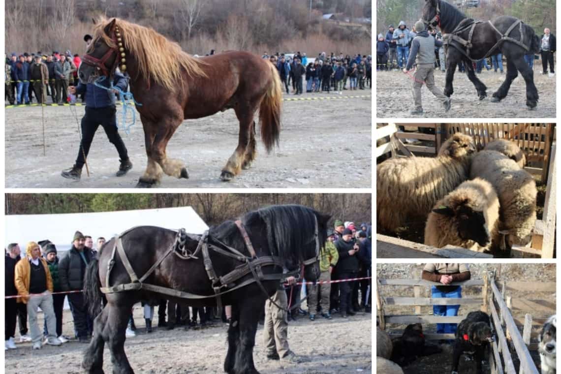 "Botezul cailor" de la Comarnic, un adevărat festival ecvestru în zi de sărbătoare!