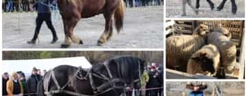 "Botezul cailor" de la Comarnic, un adevărat festival ecvestru în zi de sărbătoare!