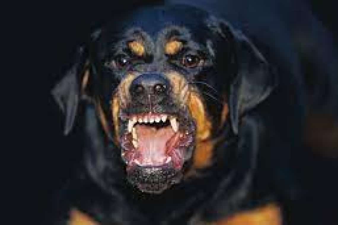 Proprietarul unui câine periculos care a sfâșiat un maidanez, în comuna Fulga, amendat cu 500 de lei