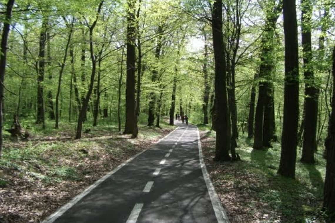 Proiect/ Alei pietonale și piste pentru biciclete în pădurea Păulești