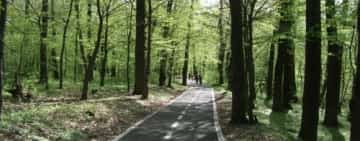Proiect/ Alei pietonale și piste pentru biciclete în pădurea Păulești