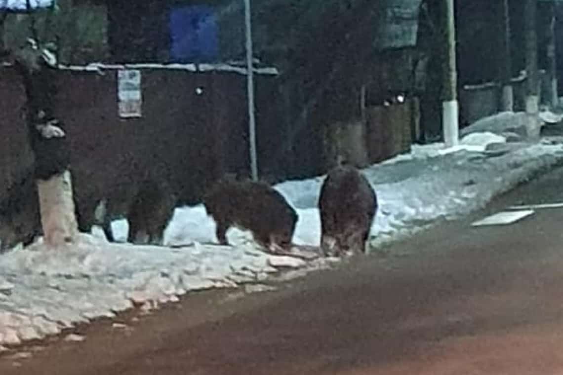 Mistreți la păscut... asfalt și zăpadă, în orașul Breaza