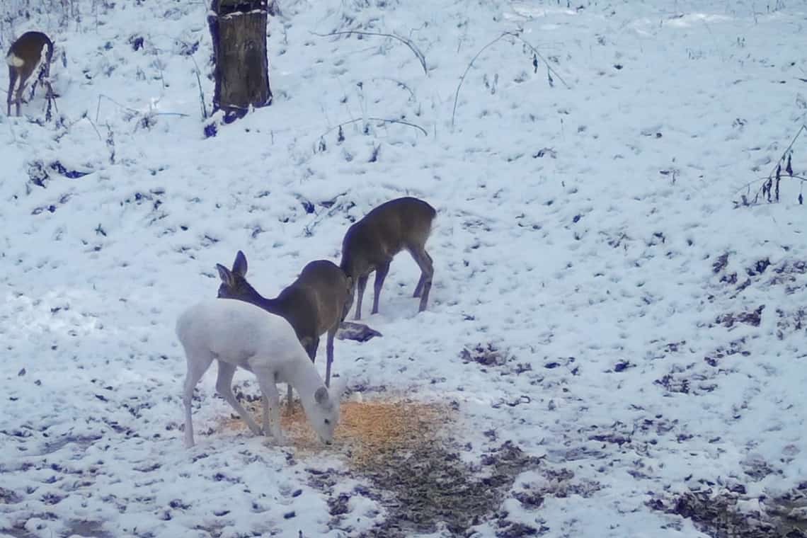 Apariție neobișnuită în Parcul Natural Bucegi: o căprioară complet albă, fotografiată la un punct de hrănire