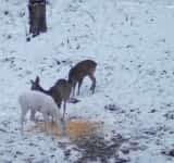 Apariție neobișnuită în Parcul Natural Bucegi: o căprioară complet albă, fotografiată la un punct de hrănire