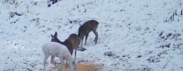 Apariție neobișnuită în Parcul Natural Bucegi: o căprioară complet albă, fotografiată la un punct de hrănire