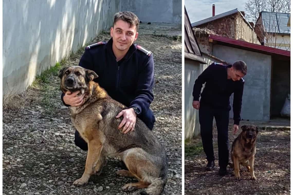 Bella, ciobănescul german al ISU Prahova specializat în căutare-salvare
