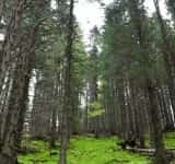 Direcția Silvică Prahova a câștigat în instanță, anul trecut, aproape 3.000 de hectare de teren forestier!