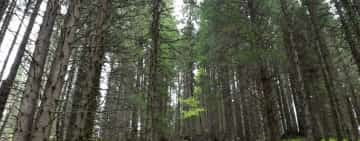 Direcția Silvică Prahova a câștigat în instanță, anul trecut, aproape 3.000 de hectare de teren forestier!