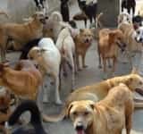 32 de câini, găsiți la domiciliul unui locuitor din Comarnic. Ce au descoperit polițiștii de la Protecția Animalelor