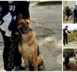 Proprietarii de câini au și drepturi, dar și obligații. Campanie de informare a polițiștilor de la Protecția Animalelor, în parcurile din Ploiești