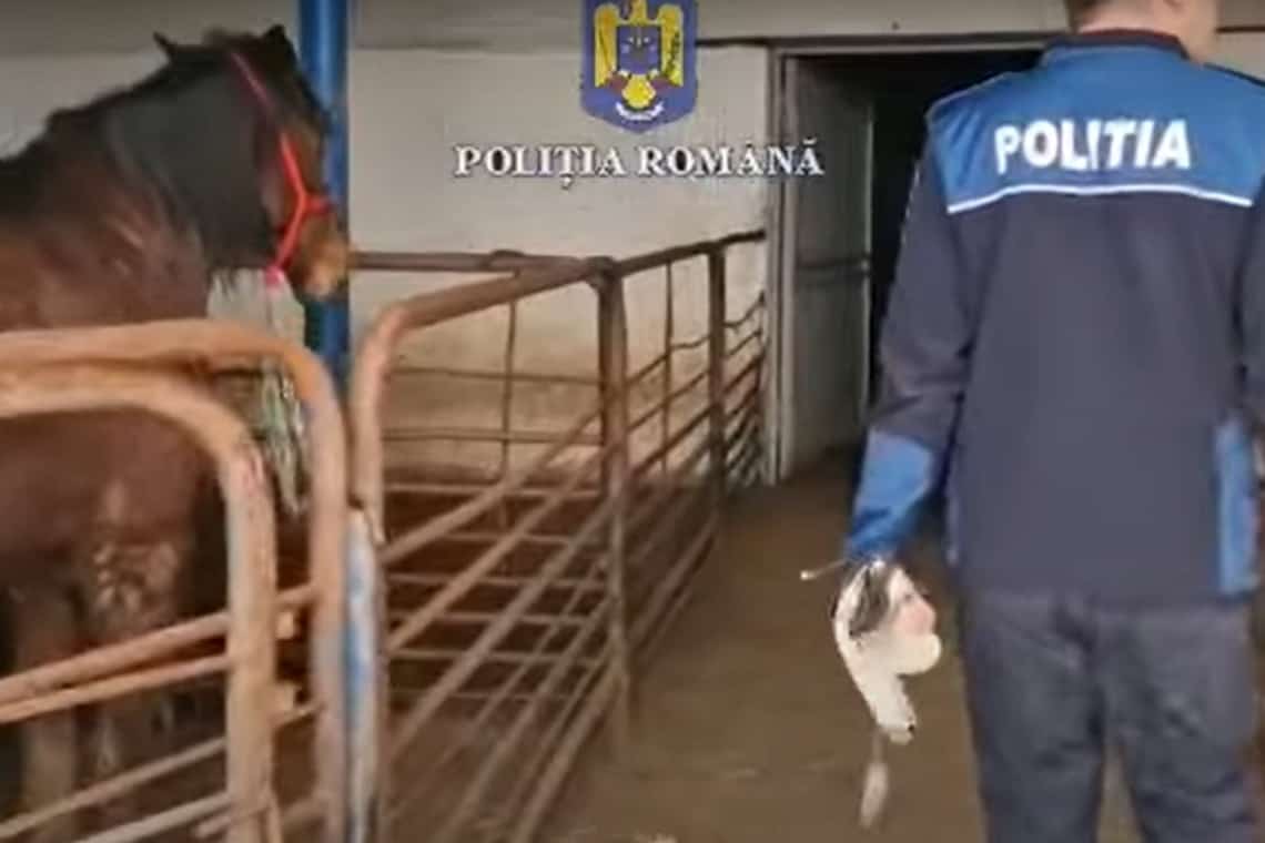 Video/Cai sacrificați ilegal pentru piața din Italia. Din rețea făceau parte și prahoveni!