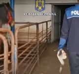 Video/Cai sacrificați ilegal pentru piața din Italia. Din rețea făceau parte și prahoveni!