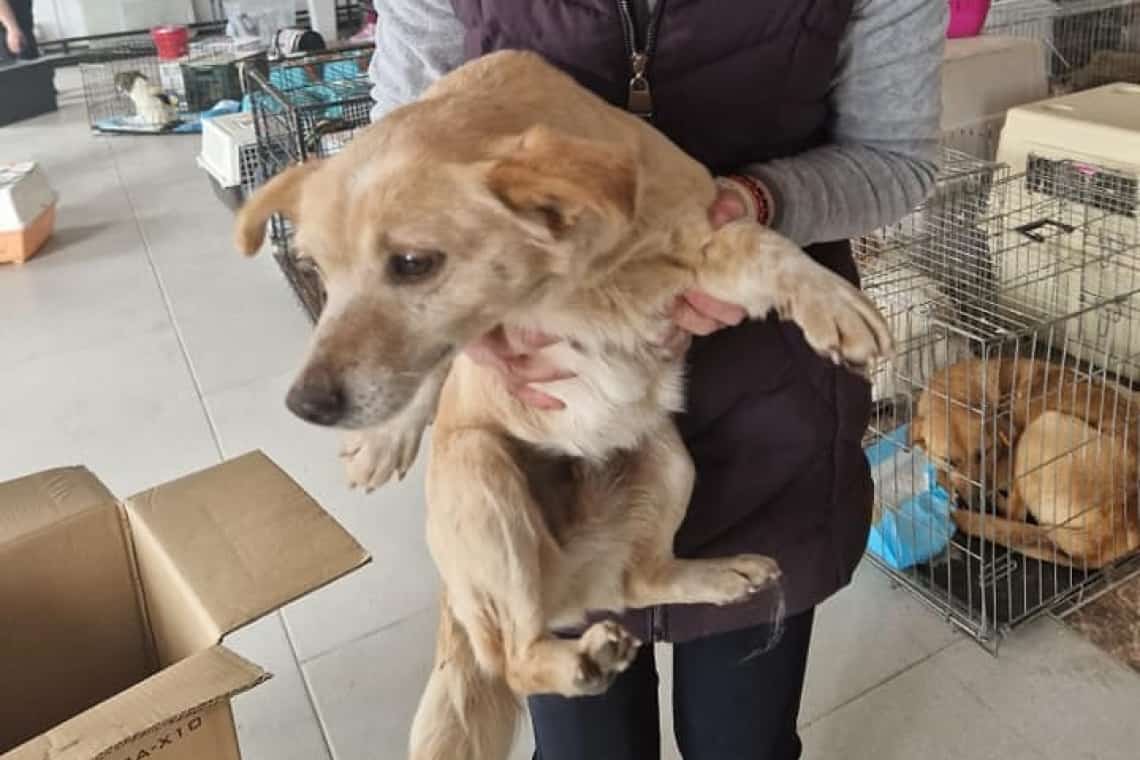Sute de animale au fost sterilizate în cadrul campaniei gratuite derulate în satul Dițești, din Filipeștii de Pădure