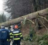 UPDATE/Trafic blocat complet pe DN1, în zona Sinaia. Un copac a căzut pe carosabil