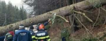UPDATE/Trafic blocat complet pe DN1, în zona Sinaia. Un copac a căzut pe carosabil