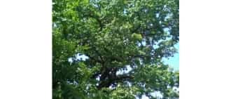 Arborii seculari remarcabili vor fi protejați strict. Un senator din Prahova, inițiatorul legii adoptate de Parlament