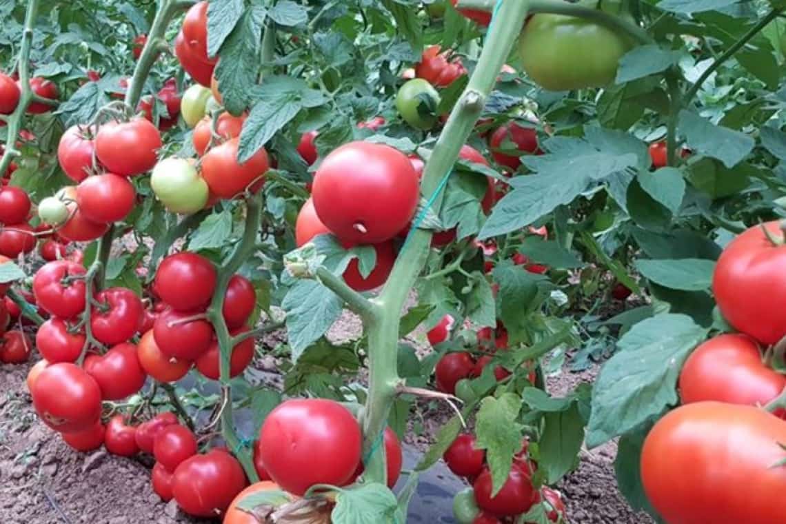 Și tinerii fermieri din Prahova au prins gustul Programului Tomata!