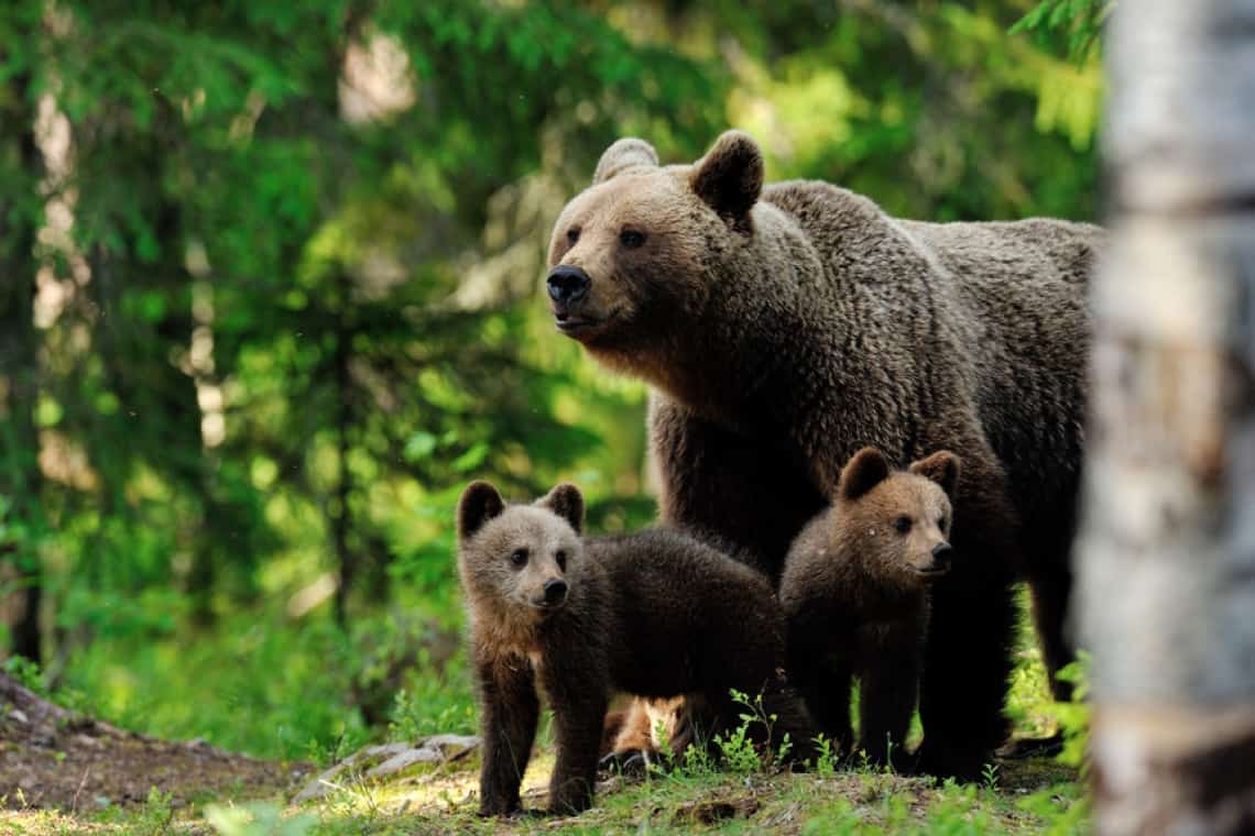 O ursoaică și cei doi pui ai săi, pe strada Opler din Sinaia. Populația atenționată prin RO-Alert
