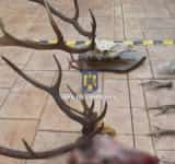 Trei braconieri din Filipeștii de Târg, cercetați de polițiștii prahoveni