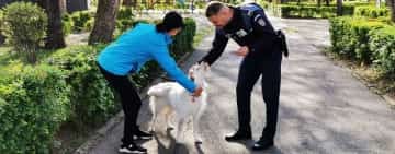 Proprietarii de câini din Ploiești, atenționați de polițiști să respecte drepturile animalelor, dar și să prevină orice incident în spațiile publice