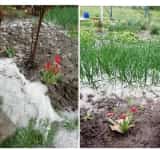 Grindina a acoperit parțial grădinile din Cocorăștii Colț