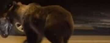 După Câmpina, Breaza și Comarnic, un urs și-a făcut apariția și pe o stradă din Măneciu