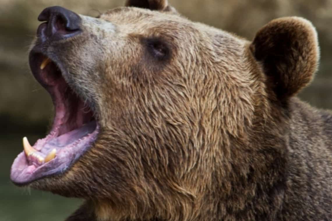 Seara urșilor în Prahova! Încă doi, semnalați în Sinaia și Măneciu