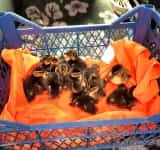 11 rățuște sălbatice, salvate de drumari dintr-un șanț de pe marginea DN1
