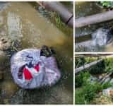 Vreți să vă curețe primarul jegul și resturile din casă? Se vede că, din păcate, lipsa de civilizație și nesimțirea fac legea în Ploiești! (galerie foto)