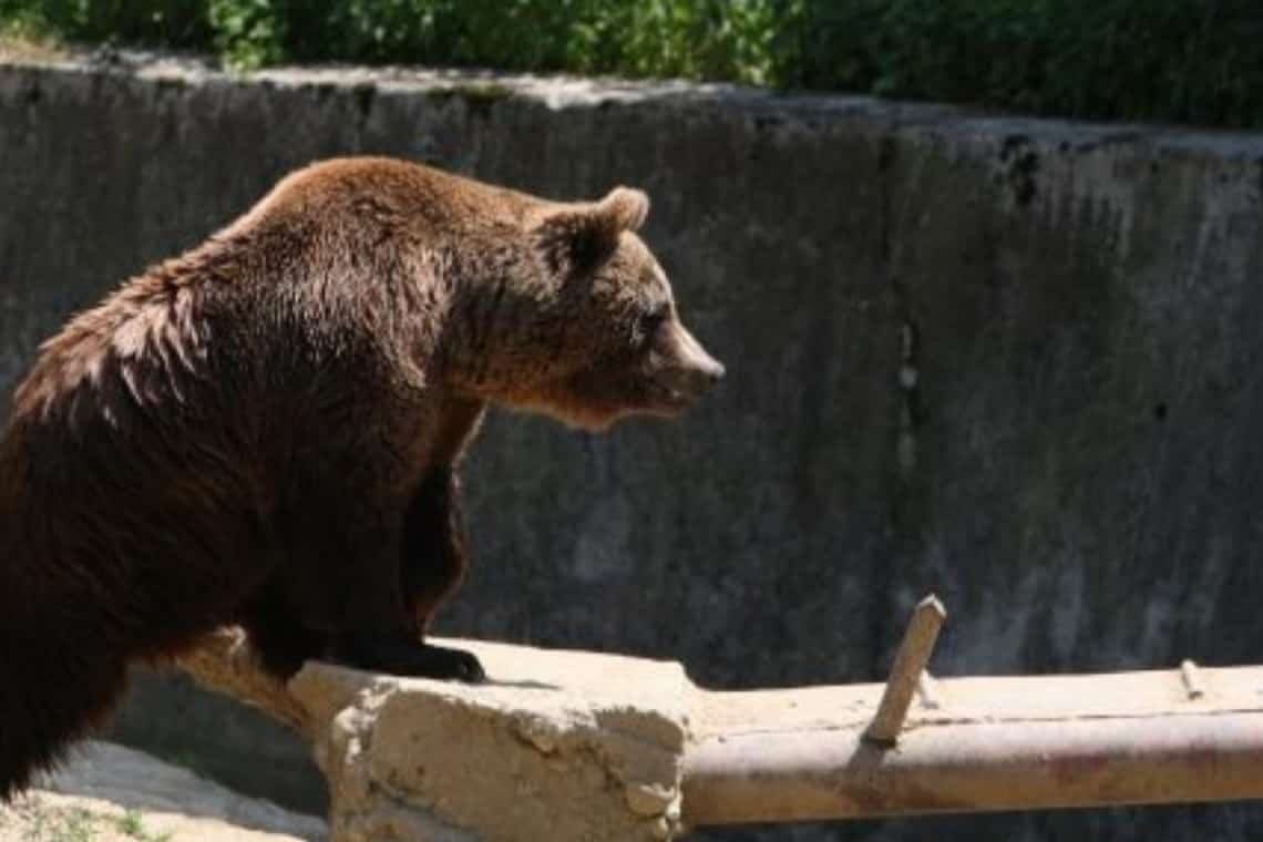 Un urs și-a făcut apariția și în Slănic, sâmbătă dimineață
