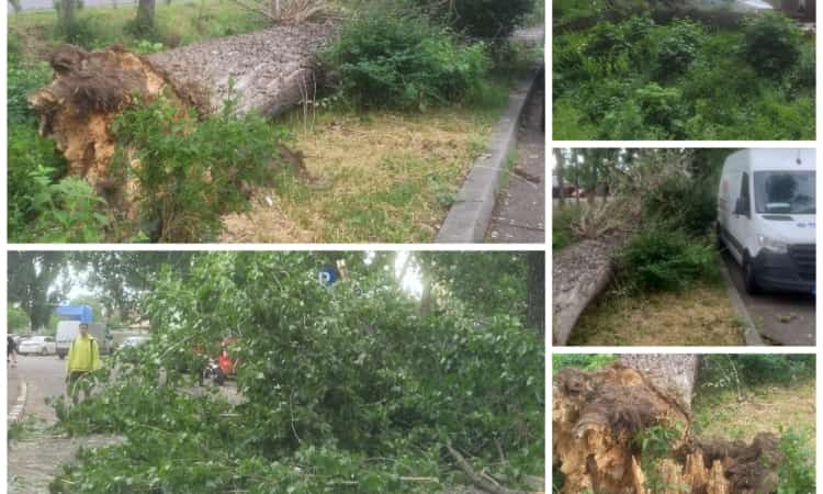Un copac de mari dimensiuni s-a prăbușit pe strada Cornățel din Ploiești, lângă malul pârâului Dâmbu