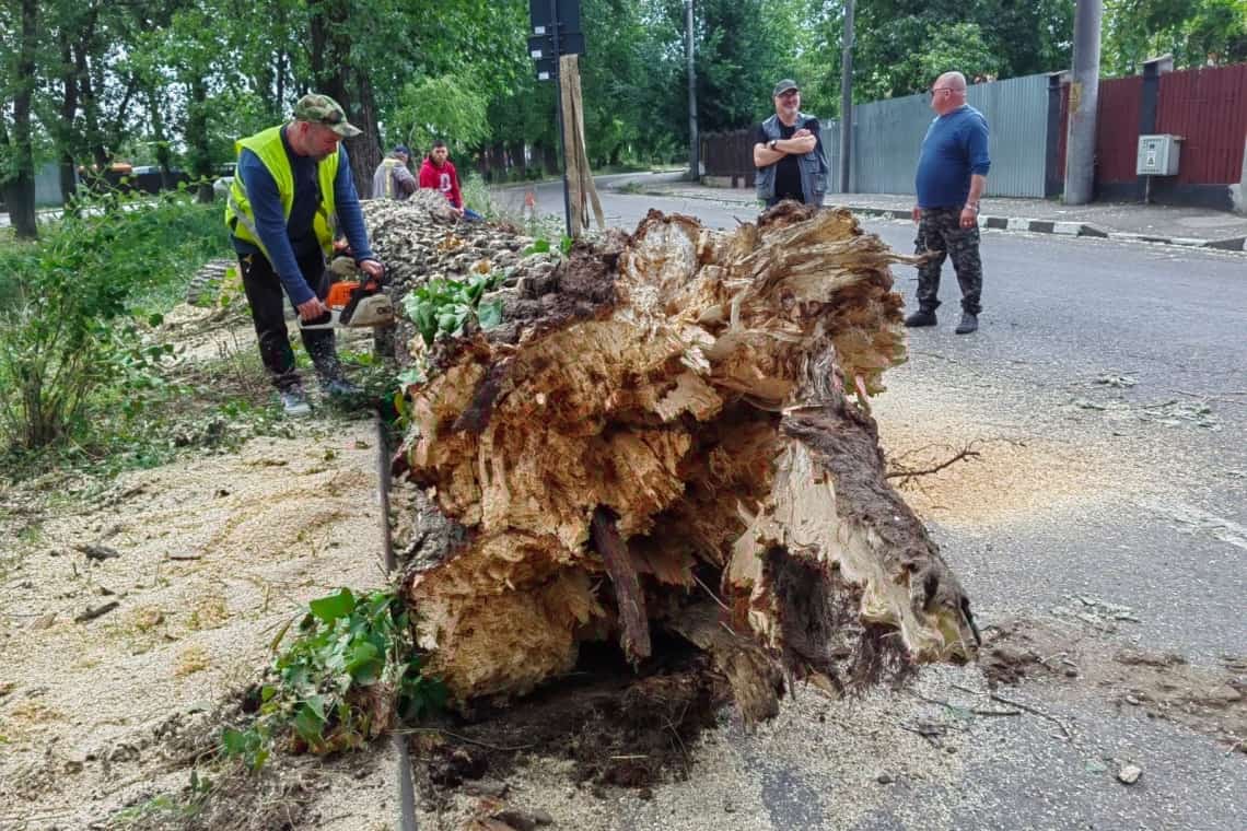 Doar norocul le-a apărat casele ploieștenilor care locuiesc vizavi de plopul imens prăbușit din senin, duminică după-amiază!